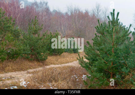 La neige est dans la forêt d'automne, tempête de neige dans la forêt de sapins Banque D'Images