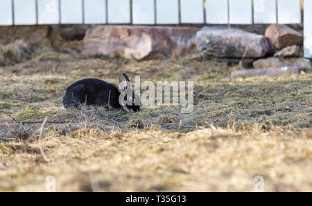 Petit lapin noir sur un champ mange de l'herbe en face d'une clôture blanche Banque D'Images