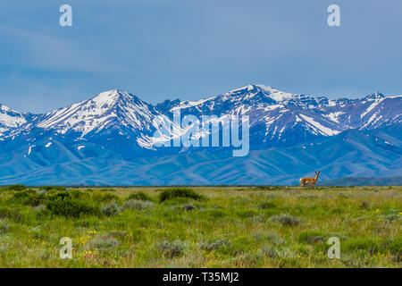 L'antilope avec décor de montagnes Banque D'Images