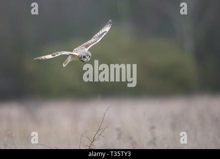 Cossington court, Hibou des marais, Leicestershire Banque D'Images