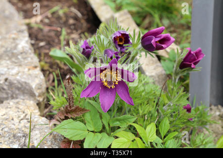 Belle fleur pourpre fluffy pasqueflower Pulsatilla patens Oriental. Banque D'Images