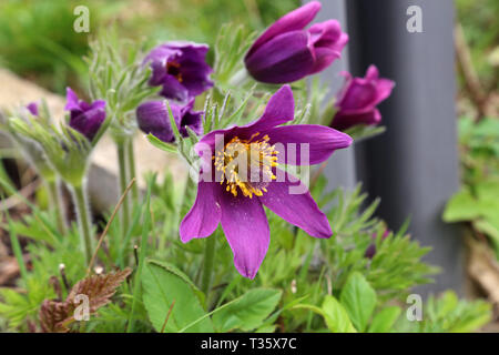 Belle fleur pourpre fluffy pasqueflower Pulsatilla patens Oriental. Banque D'Images