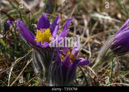 Belle fleur pourpre fluffy pasqueflower Pulsatilla patens Oriental. Banque D'Images