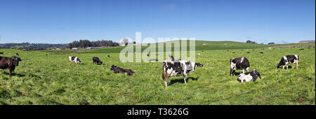 Un groupe de vaches dans un champ de hautes herbes d'un vert vif. Banque D'Images