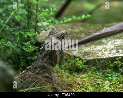 Close up d'un animal préhistorique à la tuatara lizard Banque D'Images