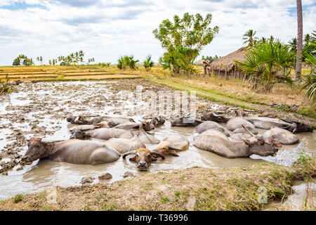 Stock des animaux en Asie du sud-est. Troupeau de bovins, buffles, zébus et vaches dans un champ nage dans une poussière, boue, hauteur de l'eau. Village rural dans le Timor oriental - Ti Banque D'Images