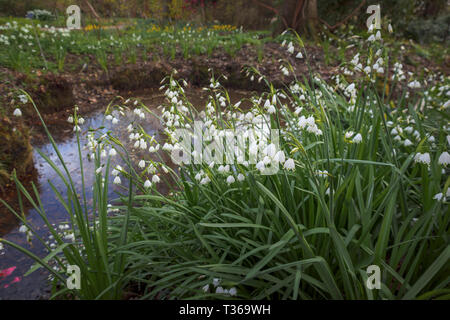 Leucojum aestivum (été ou flocon Loddon lily) floraison au printemps en RHS Gardens, Wisley, Surrey, au sud-est de l'Angleterre, Royaume-Uni Banque D'Images