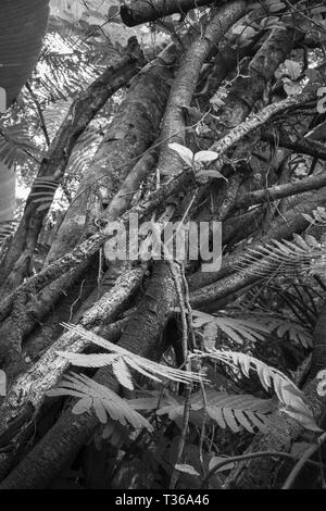 Un groupe de plantes branches en noir et blanc Banque D'Images