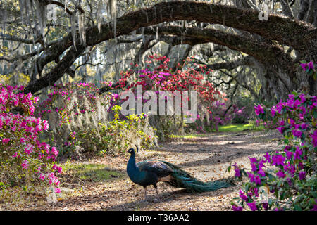 Promenades un paon sous un chêne de tunnel d'arbres couverts de mousse espagnole comme arbustes azalées en fleurs au printemps à Magnolia Plantation à Charleston, Caroline du Sud. Les plantations et jardins ont été construit en 1676 par la famille Drayton et reste sous le contrôle de la famille Drayton après 15 générations. Banque D'Images