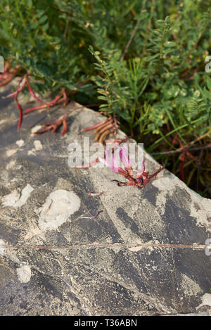 Astragalus monspessulanus Banque D'Images