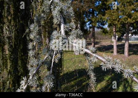 Cedrus atlantica glauca avec branches tombantes Banque D'Images