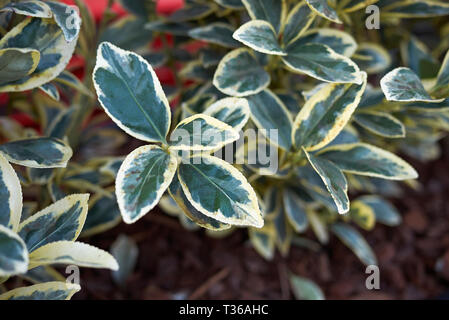 Euonymus fortunei feuilles panachées Banque D'Images