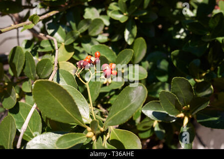 Euonymus japonicus aux fruits Banque D'Images