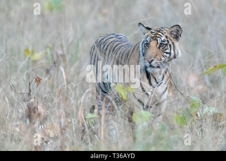 Royal tigre du Bengale (Panthera tigris tigris) dans l'Inde Bandhavgarh National Park Banque D'Images