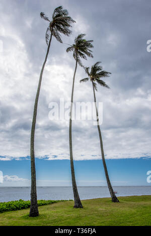 Le groupe de 3 grands palmiers dans Kawaikui Beach Park sur Oahu, Hawaii Banque D'Images