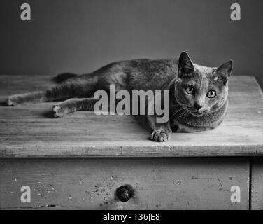 B&W Portrait d'un chat bleu russe située sur la vieille Table en bois Banque D'Images