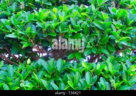 Nature et l'arbre, près de l'arrière-plan ou Banyan Ficus microcarpa chinois de Malaisie, Taïwan, Banyan Banyan, Laurel, indiennes, ou Rideau Fig Gajumaru Tre Banque D'Images