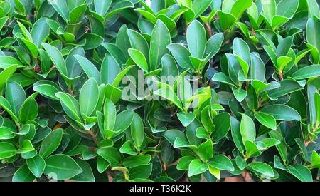 Nature et l'arbre, près de l'arrière-plan ou Banyan Ficus microcarpa chinois de Malaisie, Taïwan, Banyan Banyan, Laurel, indiennes, ou Rideau Fig Gajumaru Tre Banque D'Images