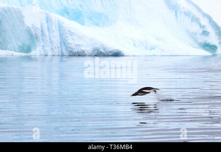 Gentoo pingouin, Pygoscelis papua à Neko Harbour en tangage Paradise Bay, la péninsule antarctique. Banque D'Images