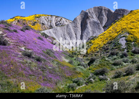 Floraison de fleurs sauvages le long de la plage de Temblor in California's National Monument Carrizo Banque D'Images