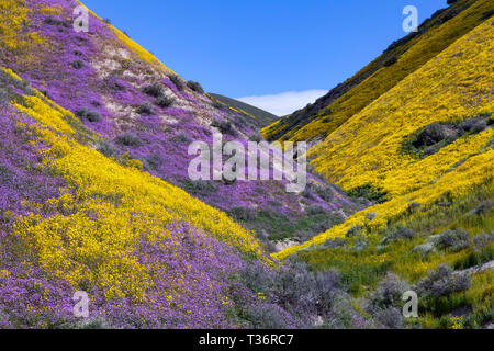 Floraison de fleurs sauvages le long de la plage de Temblor in California's National Monument Carrizo Banque D'Images