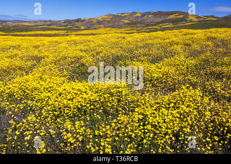 Floraison de fleurs sauvages le long de la plage de temblor au Carrizo Plain National Monument. Banque D'Images