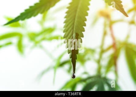 Spectre complet sombre goutte d'huile de cannabis sur le cannabis leaf against white background Banque D'Images