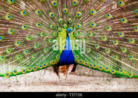 Oiseau paon avec ventilateur plein de plumes affichée. Banque D'Images