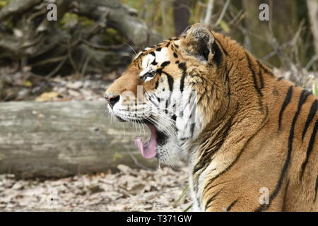Tiger se reposant dans un zoo en italie Banque D'Images