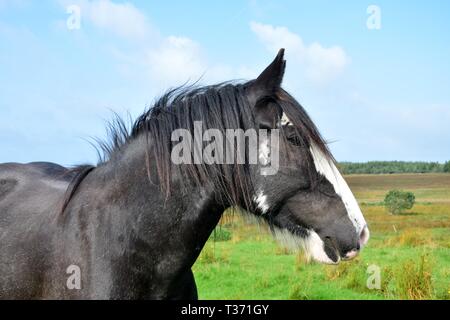 Portrait d'un beau cheval noir en Irlande. Paysage dans l'arrière-plan. Banque D'Images