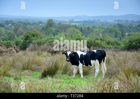 Un noir et blanc du bétail sur une prairie en Irlande avec le paysage en arrière-plan. Banque D'Images