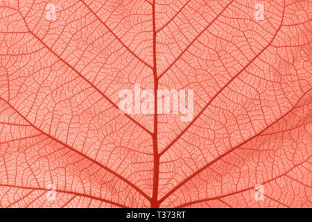 Extreme close up texture de fond de couleur rose corail tonique des nervures Banque D'Images