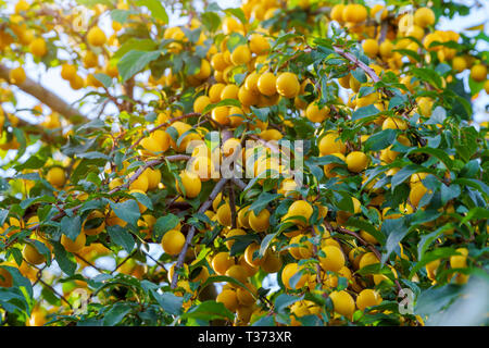 Ripe prunes jaunes sur l'arbre fruitier. Banque D'Images