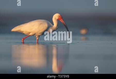 Ibis blanc en Floride Banque D'Images