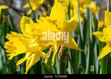 Les jonquilles fleurissent parmi les succulentes herbe verte sur une belle journée de printemps précoce dans le Nord de New York Banque D'Images