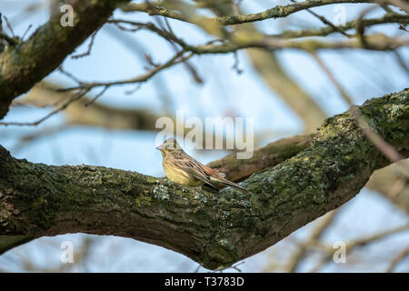 Un pinson assis sur la branche d'un arbre Banque D'Images