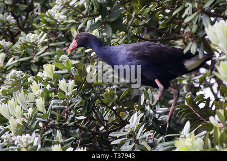 Pukeko adultes un arbre pohutukawa. La Nouvelle-Zélande. Banque D'Images