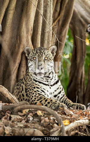 Jaguar, Panthera onca, Pantanal, Mato Grosso, Brésil Banque D'Images