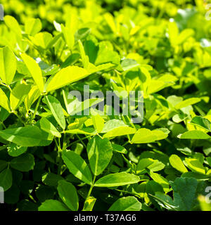 L'herbe verte juteuse dans la journée ensoleillée. Carré Nature background Banque D'Images