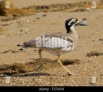 Belle et rare courlis-pierre Plage / bistrié, Esacus magnirostris, fonctionnant sur une plage de sable avec le projet de loi ouvre à Hervey Bay, Queensland, Australie Banque D'Images