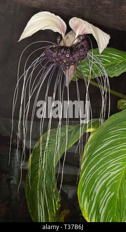 Grand et rare fleur noir et blanc et vert feuilles de Tacca integrifolia, blanc bat fleur sur fond sombre Banque D'Images