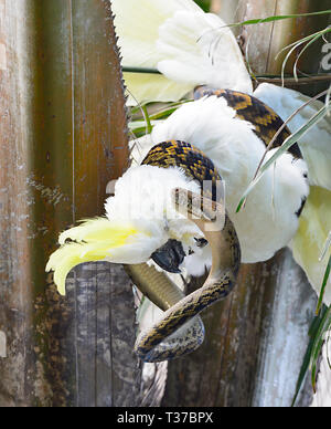 Scrub australien Python (Simalia Kinghorni) enroulé autour d'une teneur en soufre cacatoès soufré (Cacatua galerita), Queensland, Queensland, Australie Banque D'Images