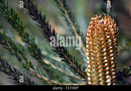 Close up de Banksia ericifolia australiennes indigènes immatures inflorescence, famille des Proteaceae, Royal National Park, Sydney, NSW, Australie. Banque D'Images