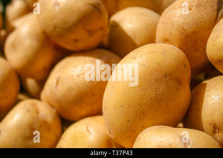 La pomme de terre fraîche bio se distinguent parmi de nombreuses grandes pommes de terre d'arrière-plan dans le marché. Tas de pommes de racine. Close-up pommes de texture. Pomme de terre de macro. Banque D'Images