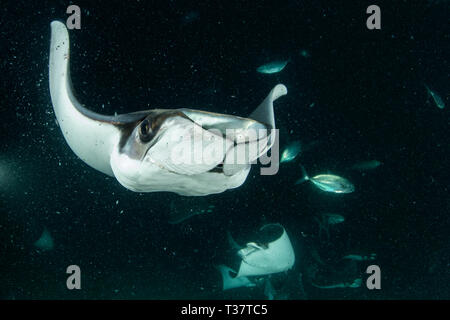 Munks Devil Ray se nourrissant de plancton la nuit, Mobula munkiana, La Paz, Baja California Sur, Mexique Banque D'Images