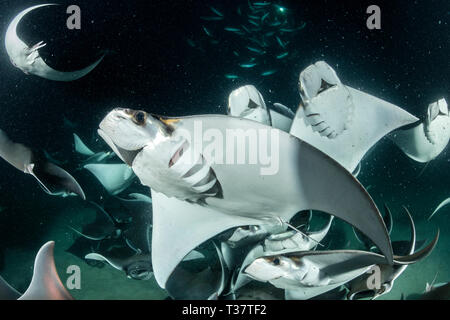 Munks Devil Ray se nourrissant de plancton la nuit, Mobula munkiana, La Paz, Baja California Sur, Mexique Banque D'Images