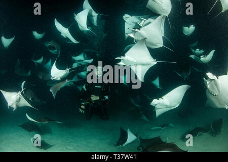 Munks Devil Ray se nourrissant de plancton la nuit, Mobula munkiana, La Paz, Baja California Sur, Mexique Banque D'Images