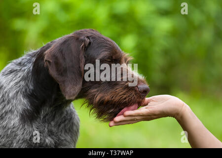 Dog licking main de femme sur fond d'été vert Banque D'Images