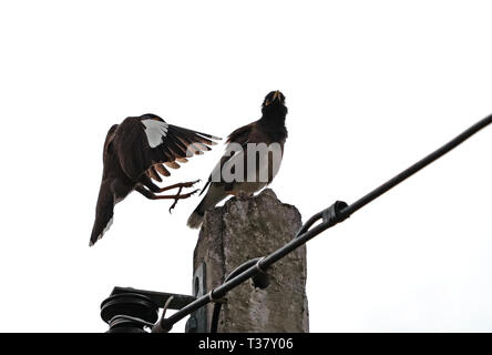 Scène de mouvement d'oiseaux Mynah atterrissage sur un poteau électrique isolé sur Clear Sky Banque D'Images