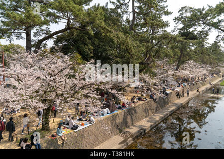 Les gens se sont réunis pour voir les cerisiers en fleurs, 'Hana-mi', ou d'avoir le traditionnel pique-nique sous eux dans le bain soleil du printemps à Shukugawa, près de Nishinomiya au Japon. Un endroit populaire, avec une rangée de cerisiers de chaque côté de la rivière. Banque D'Images